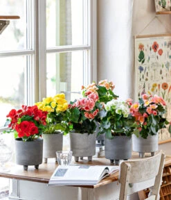 Elatior-Begonie - Begonia Elatior -Compo Verkaufsgeschäft 8208357 WE MO 001 EliatorBegonie