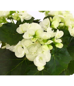 Elatior-Begonie - Begonia Elatior -Compo Verkaufsgeschäft 8208399 PR DE 001 BegonieElatiorBegoniaWeissT13DehnerExpressHerzig