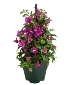 Drillingsblume, Pyramide/Spalier