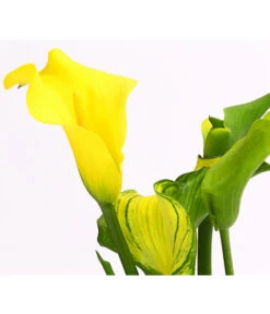 Zimmercalla - Zantedeschia Albomaculata, Verschiedene Sorten -Compo Verkaufsgeschäft 8210734 WE DE 001 ZantedeschiaHybrideT12OWDehnerExpressHerzig