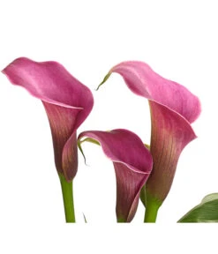 Zimmercalla - Zantedeschia Albomaculata, Verschiedene Sorten -Compo Verkaufsgeschäft 8210734 WE DE 002 ZantedeschiaHybrideT12owDehnerExpressHerzig