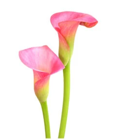 Zimmercalla - Zantedeschia Albomaculata, Verschiedene Sorten -Compo Verkaufsgeschäft 8210734 WE DE 003 ZantedeschiaHybrideT12OWDehnerExpressHerzig