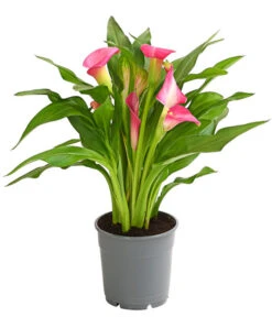 Zimmercalla - Zantedeschia Albomaculata, Verschiedene Sorten -Compo Verkaufsgeschäft 8210734 WE FS 003 ZantedeschiaHybrideT12OWDehnerExpressHerzig