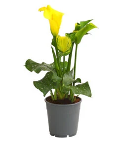 Zimmercalla - Zantedeschia Albomaculata, Verschiedene Sorten -Compo Verkaufsgeschäft 8210734 WE FS 004 ZantedeschiaHybrideT12OWDehnerExpressHerzig
