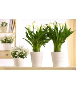Zimmercalla - Zantedeschia Albomaculata, Verschiedene Sorten -Compo Verkaufsgeschäft 8210734 WE MO 001 CallaDehnerExpressHerzig