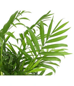 Bergpalme - Chamaedorea Elegans -Compo Verkaufsgeschäft 8212318 WE DE 001 BergpalmeChamaedoreaElegansT9DehnerExpressHerzig