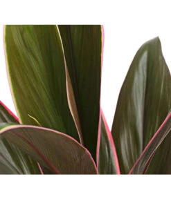 Keulenlilie - Cordyline Cultivars, Verschiedene Sorten -Compo Verkaufsgeschäft 8212508 PR DE 003 KeulenlinieCordylineCultivarsT13DehnerHerzig