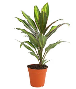 Keulenlilie - Cordyline Cultivars, Verschiedene Sorten -Compo Verkaufsgeschäft 8212508 PR FS 002 KeulenlinieCordylineCultivarsT13DehnerHerzig