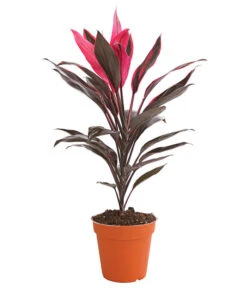 Keulenlilie - Cordyline Cultivars, Verschiedene Sorten -Compo Verkaufsgeschäft 8212508 PR FS 004 KeulenlinieCordylineCultivarsT13DehnerHerzig