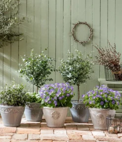 Eukalyptus, Stämmchen -Compo Verkaufsgeschäft 8214017 PR MO 001 PericallisSenetti GC02 2022 01