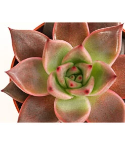 Echeverie - Echeveria Agavoides 'Taurus' -Compo Verkaufsgeschäft 8214736 PR DE 001 EcheveriaTaurusT8 5DehnerExpressHerzig