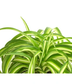 Grünlilie - Chlorophytum Comosum 'Bonnie' -Compo Verkaufsgeschäft 8215303 PR DE 001 GruenlilieChlorophytumBonnieT10DehnerExpressHerzig