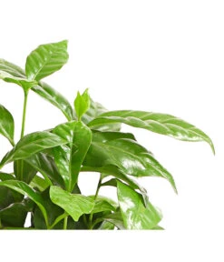 Kaffeepflanze - Coffea Arabica -Compo Verkaufsgeschäft 8215683 WE DE 001 KaffeepflanzeCoffeaArabicaT12DehnerExpressHerzig