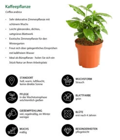 Kaffeepflanze - Coffea Arabica -Compo Verkaufsgeschäft 8215683 WE IG 001 KaffeepflanzeCoffeaArabicaT12DehnerExpressHerzig