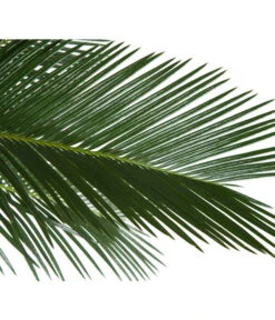 Sagopalmfarn - Cycas Revoluta -Compo Verkaufsgeschäft 8216236 BildD 001 PalmfarnCycasRevoluta45