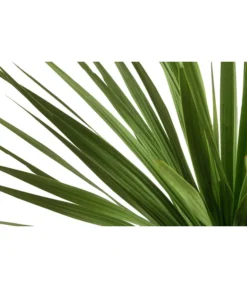 Keulenlilie - Dracaena Indivisa -Compo Verkaufsgeschäft 8216277 WE DE 001 DracaenaIndivisaT20 Keulenlilie