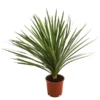 Keulenlilie - Dracaena Indivisa