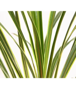 Neue Produkte -Compo Verkaufsgeschäft 8216368 PR DE 001 KeulenlilieCordylineAustralisVariegataT17ExpressHerzig