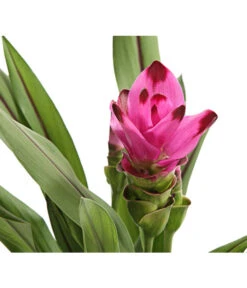 Indische Safranwurz - Curcuma Alismatifolia -Compo Verkaufsgeschäft 8217341 PR DE 001 CurcumaSarletLilaT15DehnerExpressHerzig