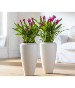 Indische Safranwurz - Curcuma Alismatifolia -Compo Verkaufsgeschäft 8217341 WE MO 001 Curcuma2021GC08