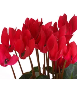 Alpenveilchen -Compo Verkaufsgeschäft 8217481 WE DE 002 CyclameRot12