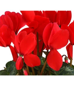 Alpenveilchen -Compo Verkaufsgeschäft 8217481 WE DE 002 Cyclame Rot 12