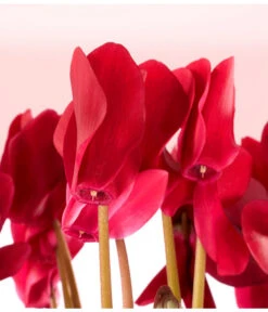 Alpenveilchen -Compo Verkaufsgeschäft 8217481 WE DE 003 AlpenveilchenCyclameRotT12OlafSzczepaniak