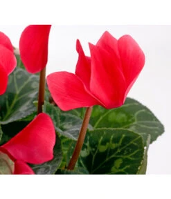 Alpenveilchen -Compo Verkaufsgeschäft 8217481 WE DE 005 AlpenveilchenCyclamenRotT12OlafSzczepaniak