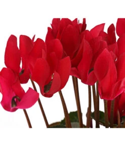 Midi Alpenveilchen, Verschiedene Sorten -Compo Verkaufsgeschäft 8217622 PR DE 001 AlpenveilchenCyclameRot10DehnerExpressHerzig