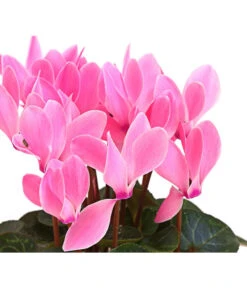 Midi Alpenveilchen, Verschiedene Sorten -Compo Verkaufsgeschäft 8217622 PR DE 002 AlpenveilchenCyclameRosaMidi10DehnerExpressHerzig