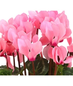 Midi Alpenveilchen, Verschiedene Sorten -Compo Verkaufsgeschäft 8217622 PR DE 003 AlpenveilchenCyclameRosaMidi10DehnerExpressHerzig