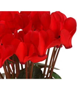 Midi Alpenveilchen, Verschiedene Sorten -Compo Verkaufsgeschäft 8217622 PR DE AlpenveilchenCyclameRotMidi10DehnerExpressHerzig