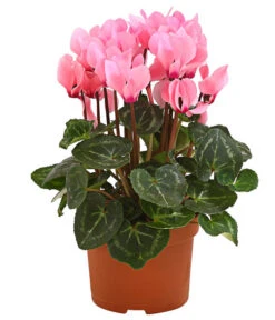 Midi Alpenveilchen, Verschiedene Sorten -Compo Verkaufsgeschäft 8217622 PR FS 003 AlpenveilchenCyclameRosa10MidiDehnerExpressHerzig