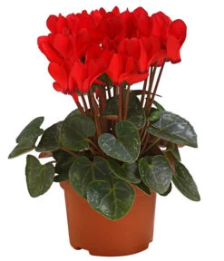 Midi Alpenveilchen, Verschiedene Sorten -Compo Verkaufsgeschäft 8217622 PR FS AlpenveilchenCyclameRot10DehnerExpressHerzig