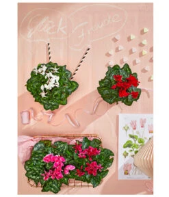 Midi Alpenveilchen, Verschiedene Sorten -Compo Verkaufsgeschäft 8217622 WE MO 001 AlpenveilchenCyclameMidiT9UveSauer