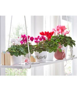 Alpenveilchen -Compo Verkaufsgeschäft 8217663 8217481 8217770 8619488 WE MO 001 AlpenveilchenCyclamenStandardT12UveSauer