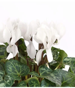 Midi Alpenveilchen, Verschiedene Sorten -Compo Verkaufsgeschäft 8217903 PR DE 001 AlpenveilchenCyclameFrangeWeissT12DehnerExpressHerzig