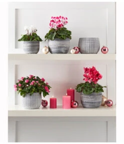 Midi Alpenveilchen, Verschiedene Sorten -Compo Verkaufsgeschäft 8217903 WE MO 001 CyclameMidiWeiss