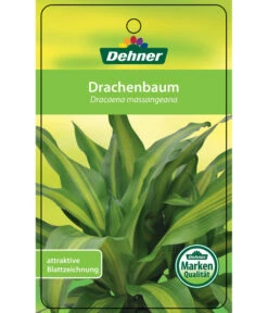 Drachenbaum - Dracaena Fragrans 'Massangeana', Karussell -Compo Verkaufsgeschäft 8218232 Drachenbaum Etikett 1