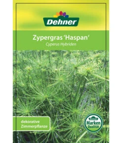Zypergras - Cyperus Haspan -Compo Verkaufsgeschäft 8218265 CyperusHybriden 12012017 2 1