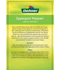 Zypergras - Cyperus Haspan -Compo Verkaufsgeschäft 8218265 CyperusHybriden 12012017 2 2