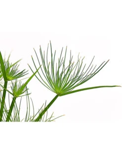 Zypergras - Cyperus Haspan -Compo Verkaufsgeschäft 8218265 PR DE 001 CyperusHaspanT12DehnerExpressHerzig