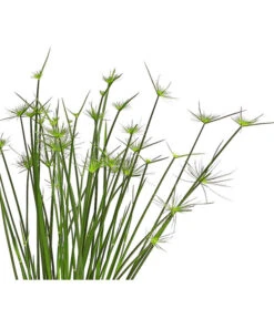 Zypergras - Cyperus Haspan -Compo Verkaufsgeschäft 8218265 WE DE 001 ZyperngrasCyperusHaspanT12DehnerExpressHerzig