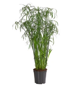 Zypergras - Cyperus Glaber