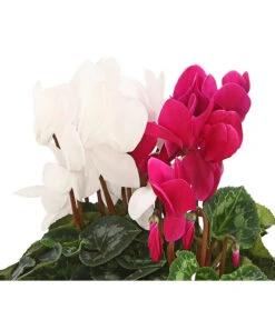 Alpenveilchen-Duo -Compo Verkaufsgeschäft 8218539 PR DE 001 AlpenveilchenCyclamenTwinLilaWeissDehnerHerzig