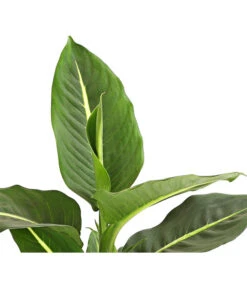 Dieffenbachie - Dieffenbachia Maculata, Verschiedene Sorten -Compo Verkaufsgeschäft 8219560 WE DE DieffenbachieGreenMagicT12