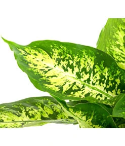 Dieffenbachie - Dieffenbachia Seguine Compacta -Compo Verkaufsgeschäft 8219966 PR DE 002 DieffenbachiaCompactaT17DehnerHerzig
