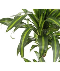 Drachenbaum - Dracaena Deremensis, Verschiedene Sorten -Compo Verkaufsgeschäft 8220980 WE DE 001 DrachenbaumDracaenaHawaianSunshineT27DehnerExpressHerzig