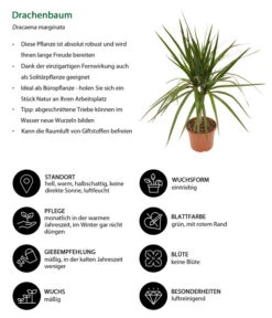 Zimmerpflanzen-Set Drachenhöhle, 4-teilig -Compo Verkaufsgeschäft 8221137 WE IG 001 Drachenbaum