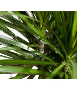 Drachenbaum - Dracaena Marginata -Compo Verkaufsgeschäft 8221335 8221749 WE DE 002 DracaenaMarginataDrachenbaumDehnerEvaWunderlich